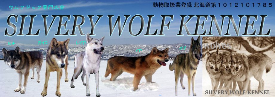 北海道苫小牧のウルフドッグの仔犬予約販売はSILVERY  WOLF  KENNELまで